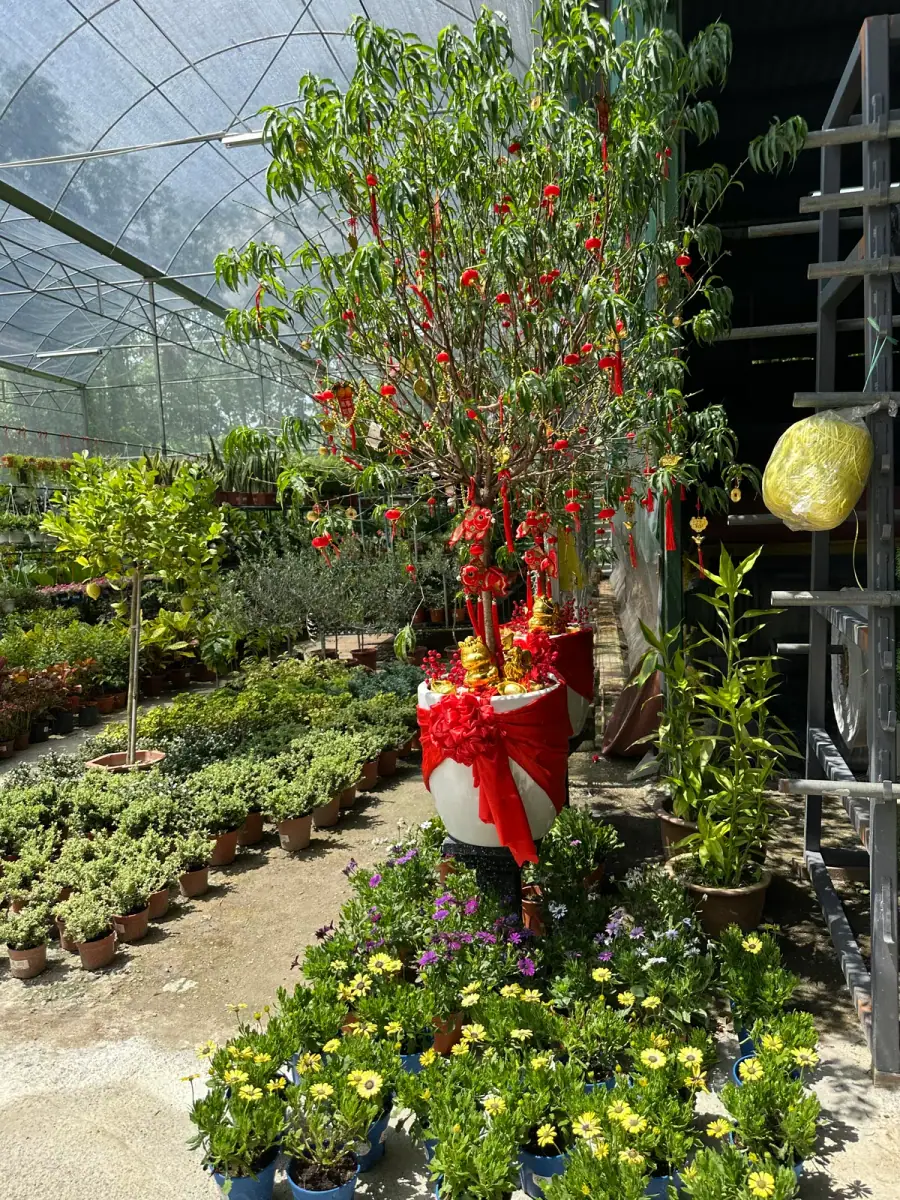 A tree dressed in red for Chinese New Year