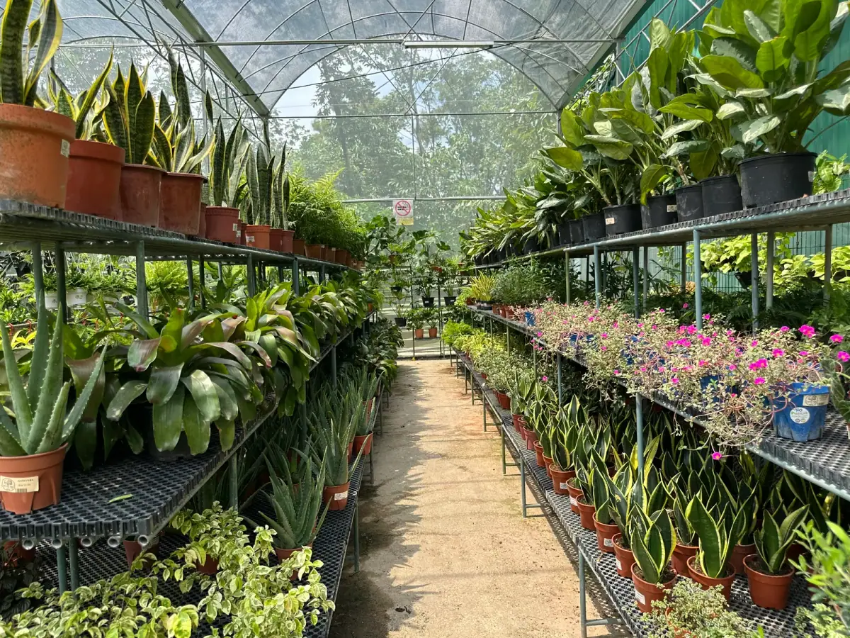 Down the greenhouse aisle