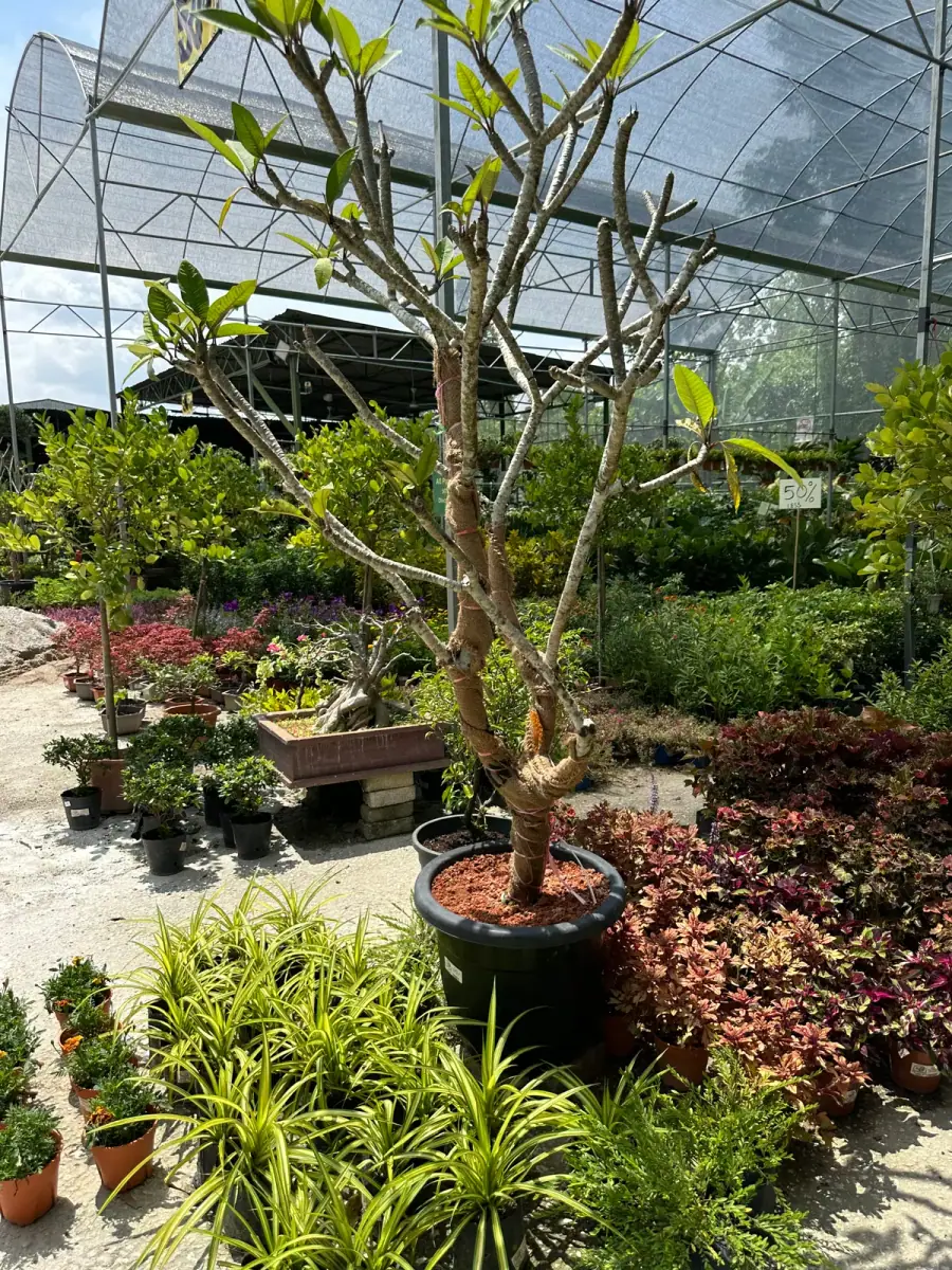 A frangipani in its pot, spider plants at its feet