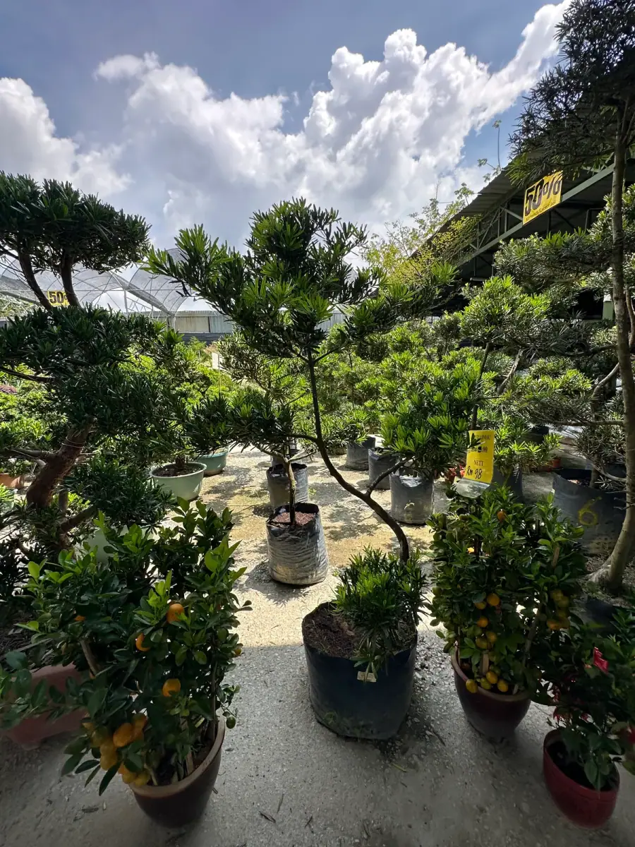 Shaped podocarpus, and small citrus trees in fruit