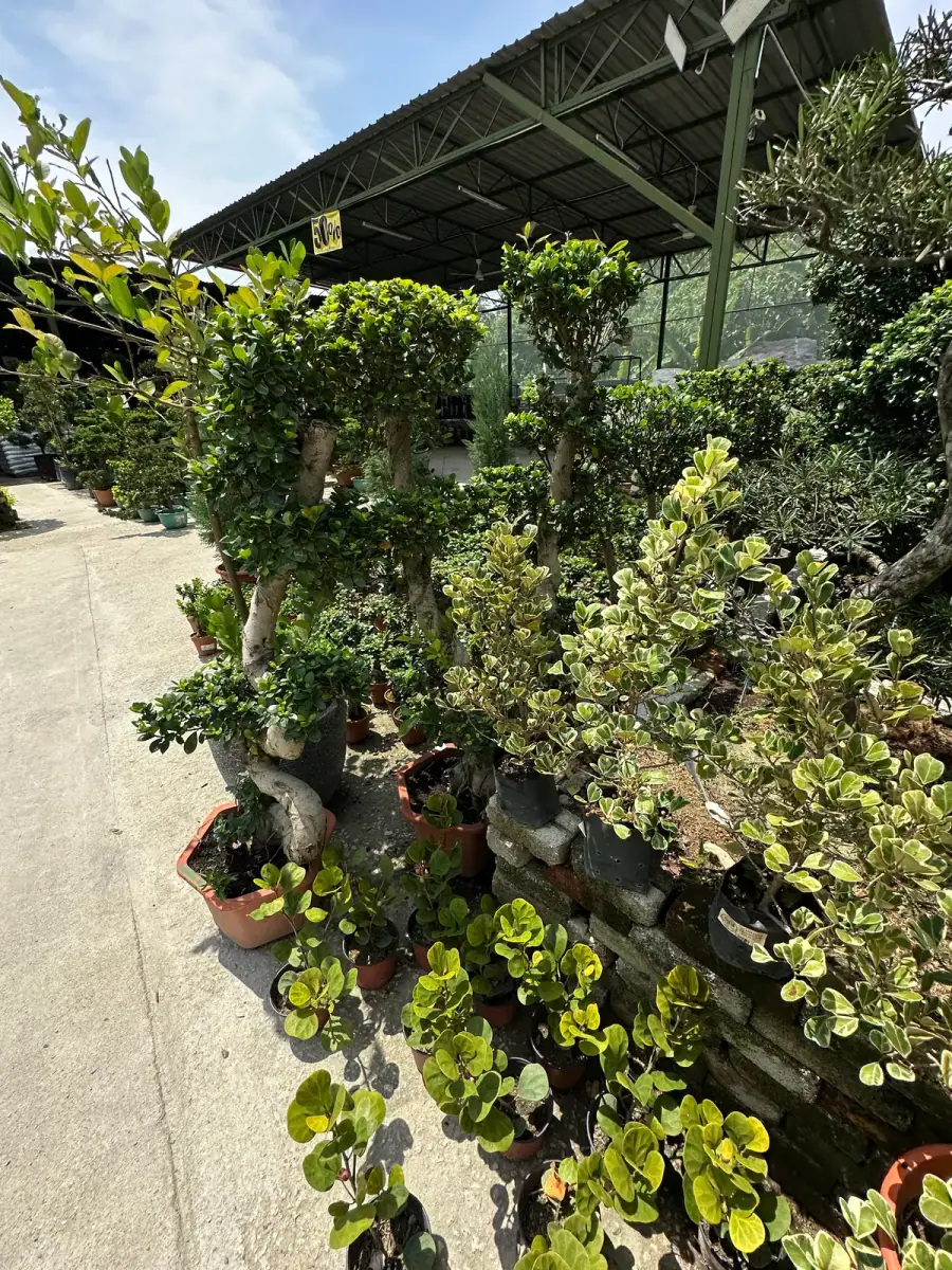 Shaped shrubs along the outdoor path