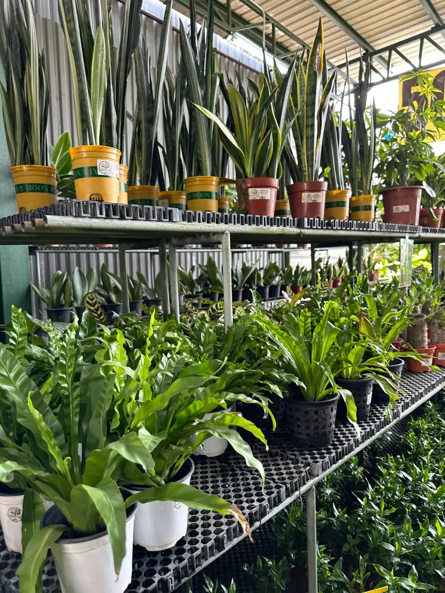 Snake plants on the top shelf, bird's nest ferns below