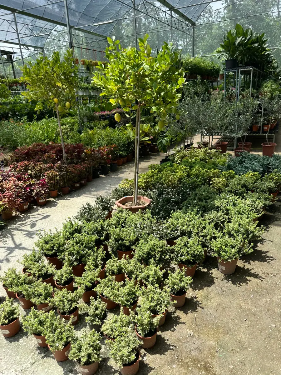 A lemon tree over a path of low shrubs