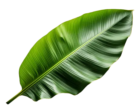 Banana leaf
