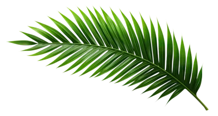 Palm frond