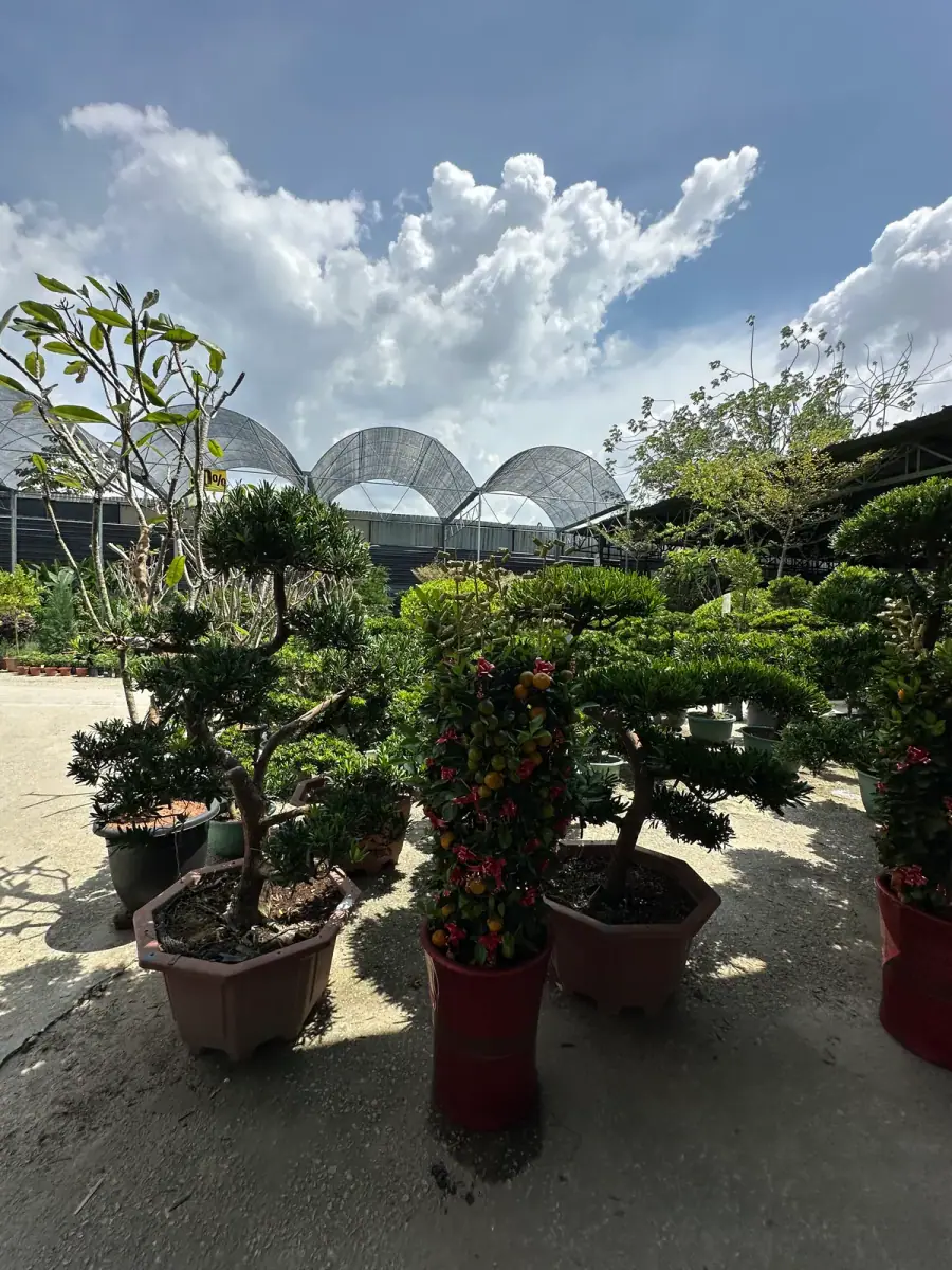 Podocarpus, shaped by hand, in square pots