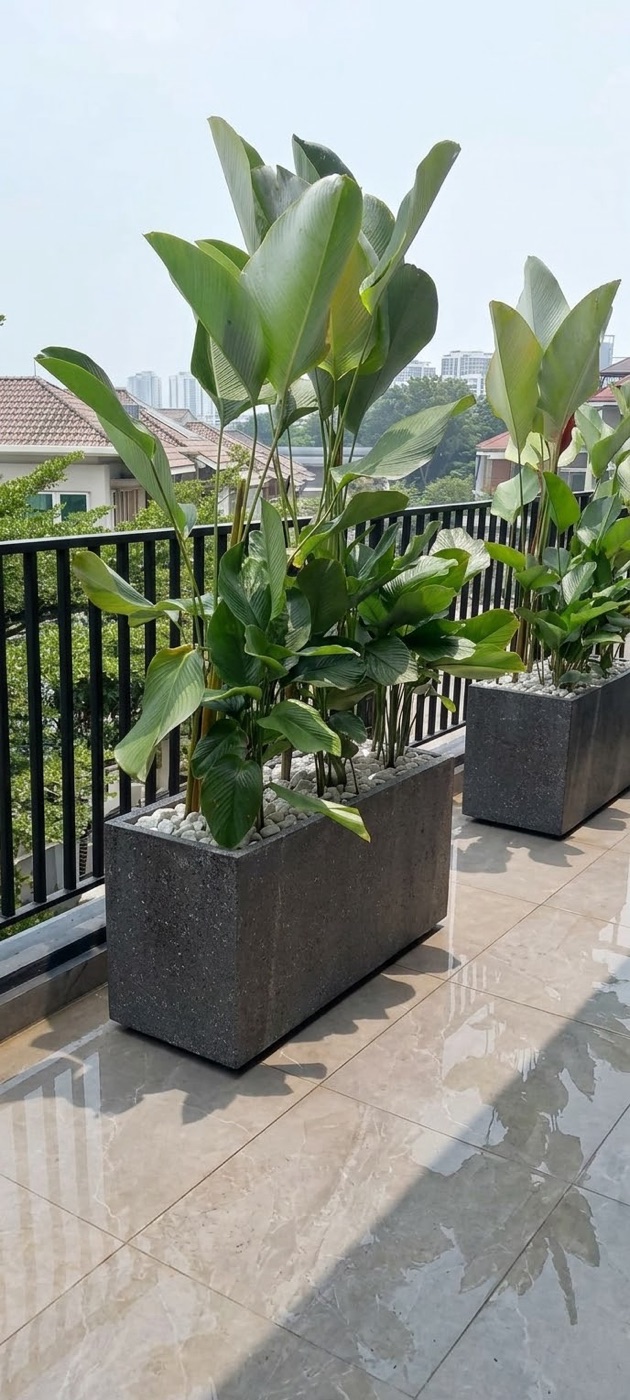 Balcony: Bird of paradise in tall planter boxes. Landscaping by 54 Weng Thye Nursery & Landscapes.