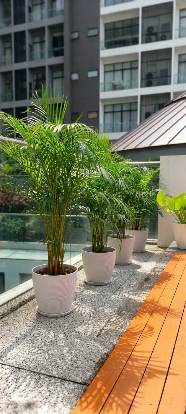 Condo terrace: A row of potted palms along a timber walkway. Landscaping by 54 Weng Thye Nursery & Landscapes.