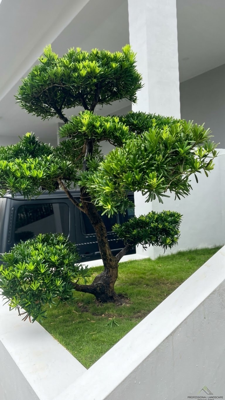 Courtyard: A cloud-pruned tree in a lawn courtyard. Landscaping by 54 Weng Thye Nursery & Landscapes.