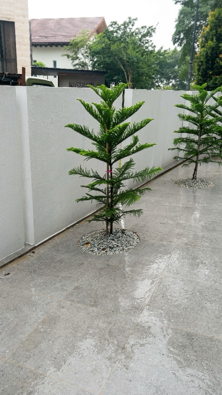 Norfolk Island pines in rings of white pebbles (Courtyard)