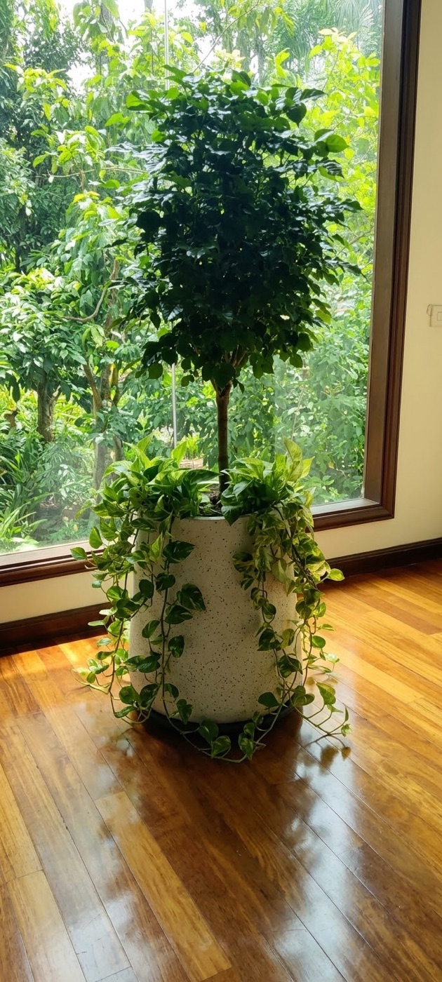 Living room: A standard tree in a tall white pot, with trailing money plant. Landscaping by 54 Weng Thye Nursery & Landscapes.