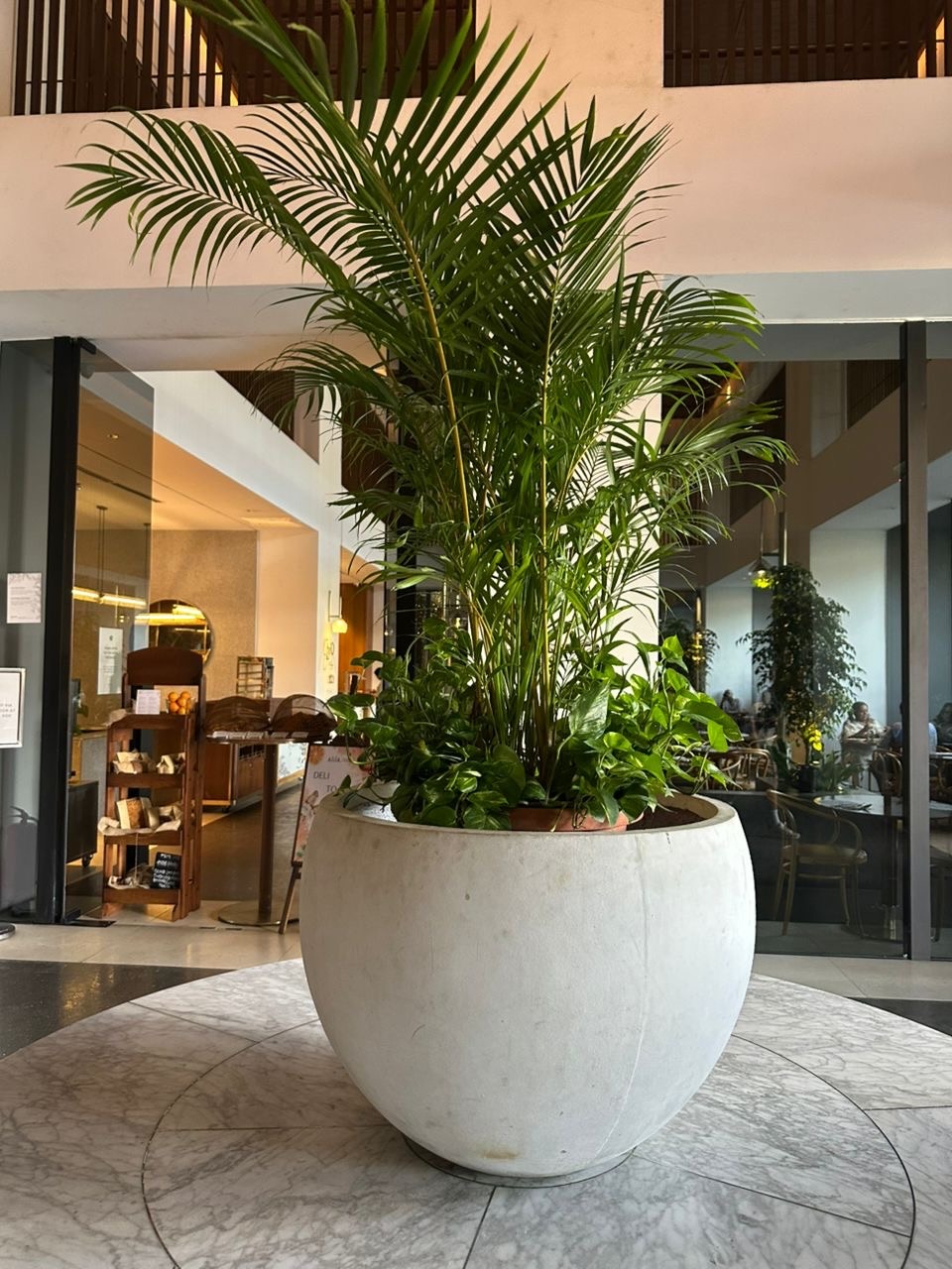 Lobby: A palm in a large stone planter. Landscaping by 54 Weng Thye Nursery & Landscapes.