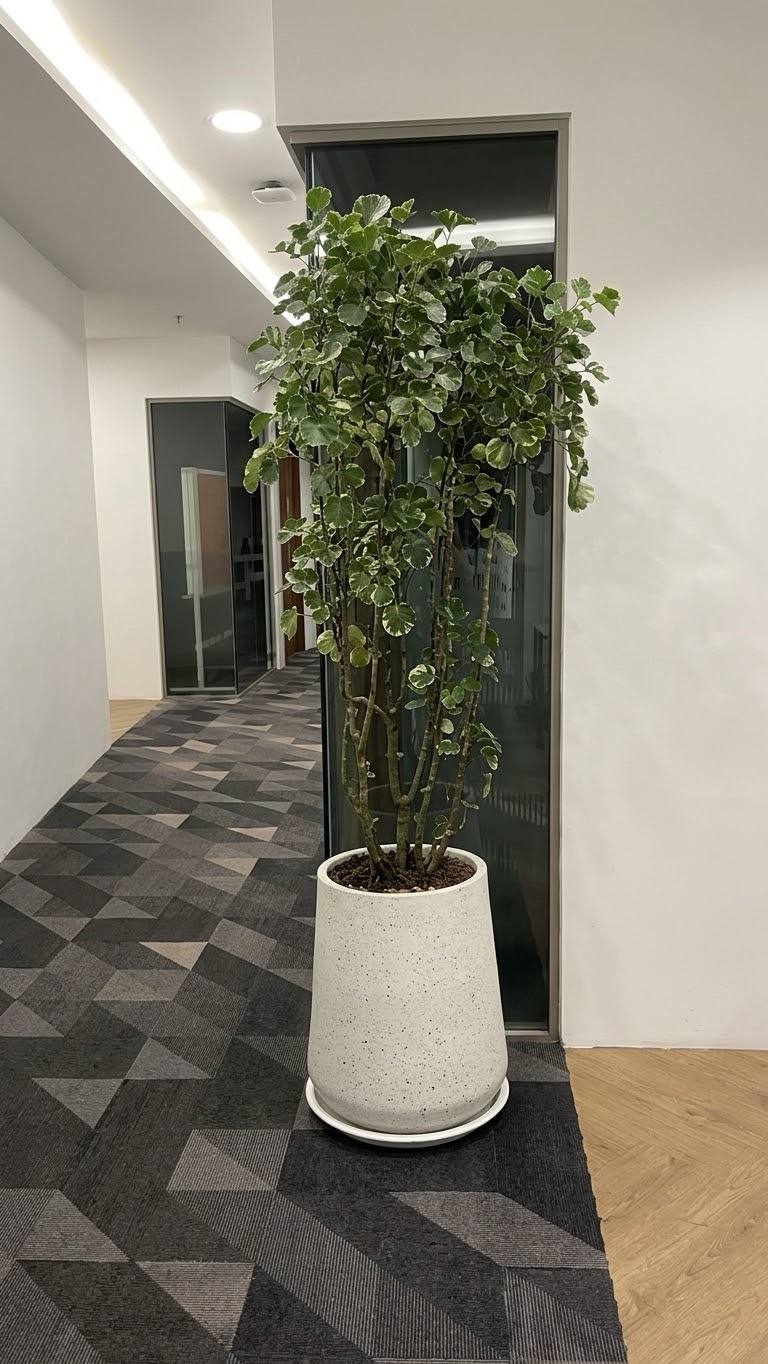 Office corridor: A variegated tree in a white pot. Landscaping by 54 Weng Thye Nursery & Landscapes.