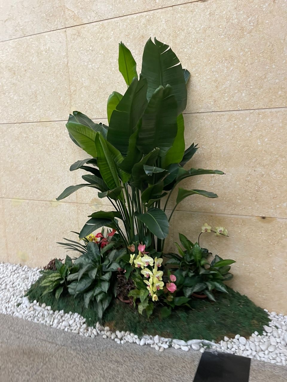Office lobby: Bird of paradise and orchids. Landscaping by 54 Weng Thye Nursery & Landscapes.