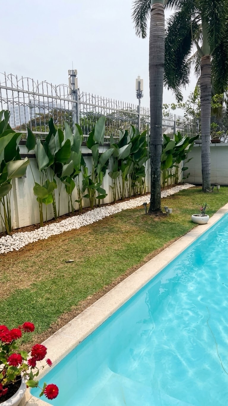 Tall leafy planting along the fence, edged with white pebbles (Pool garden)
