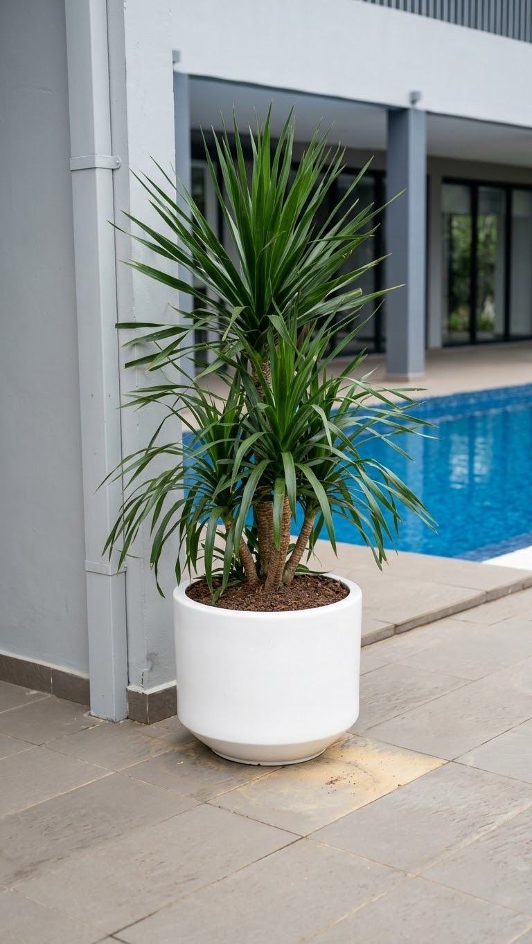 A dracaena in a round white planter (Poolside)
